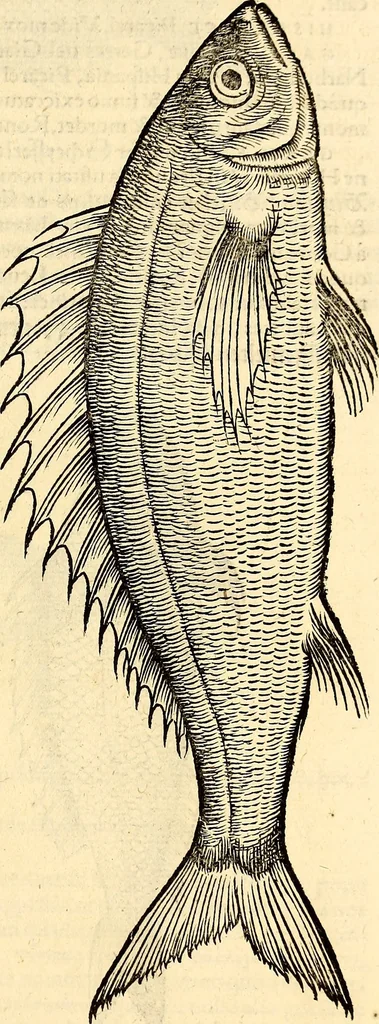 An illustration from Icones animalium quadrupedum uiuiparorum et ouiparorum : quae in Historiae animalium Conradi Gesneri libro I. et II. describuntur, cum nomenclaturis singulorum latinis, graecis, italicis, gallicis, et germanicis plerunque, et aliarum quoque linguarum, certis ordinibus digestae, 1560, leaf 386