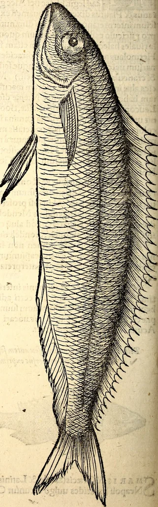 An illustration from Icones animalium quadrupedum uiuiparorum et ouiparorum : quae in Historiae animalium Conradi Gesneri libro I. et II. describuntur, cum nomenclaturis singulorum latinis, graecis, italicis, gallicis, et germanicis plerunque, et aliarum quoque linguarum, certis ordinibus digestae, 1560, leaf 387