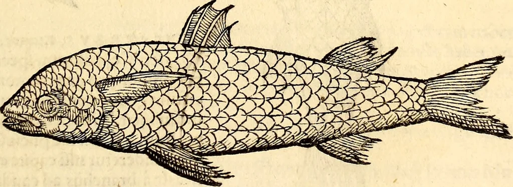 An illustration from Icones animalium quadrupedum uiuiparorum et ouiparorum : quae in Historiae animalium Conradi Gesneri libro I. et II. describuntur, cum nomenclaturis singulorum latinis, graecis, italicis, gallicis, et germanicis plerunque, et aliarum quoque linguarum, certis ordinibus digestae, 1560, leaf 390