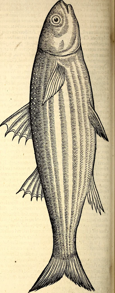 An illustration from Icones animalium quadrupedum uiuiparorum et ouiparorum : quae in Historiae animalium Conradi Gesneri libro I. et II. describuntur, cum nomenclaturis singulorum latinis, graecis, italicis, gallicis, et germanicis plerunque, et aliarum quoque linguarum, certis ordinibus digestae, 1560, leaf 391
