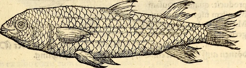 An illustration from Icones animalium quadrupedum uiuiparorum et ouiparorum : quae in Historiae animalium Conradi Gesneri libro I. et II. describuntur, cum nomenclaturis singulorum latinis, graecis, italicis, gallicis, et germanicis plerunque, et aliarum quoque linguarum, certis ordinibus digestae, 1560, leaf 392