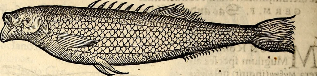 An illustration from Icones animalium quadrupedum uiuiparorum et ouiparorum : quae in Historiae animalium Conradi Gesneri libro I. et II. describuntur, cum nomenclaturis singulorum latinis, graecis, italicis, gallicis, et germanicis plerunque, et aliarum quoque linguarum, certis ordinibus digestae, 1560, leaf 393