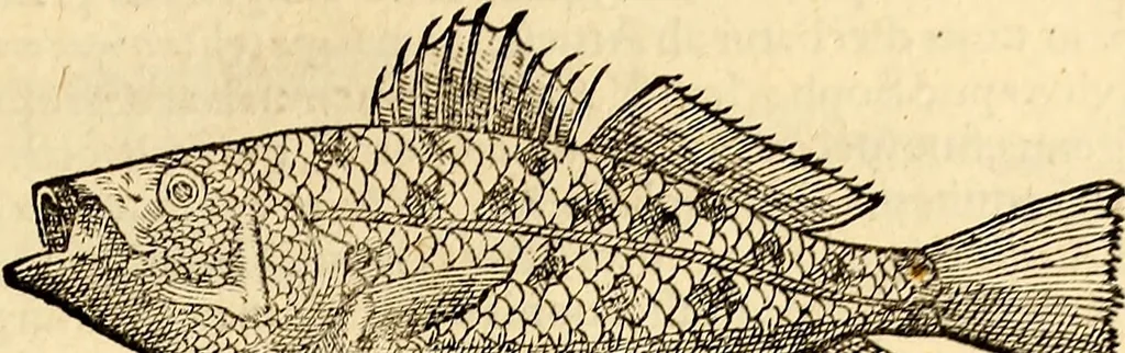 An illustration from Icones animalium quadrupedum uiuiparorum et ouiparorum : quae in Historiae animalium Conradi Gesneri libro I. et II. describuntur, cum nomenclaturis singulorum latinis, graecis, italicis, gallicis, et germanicis plerunque, et aliarum quoque linguarum, certis ordinibus digestae, 1560, leaf 394