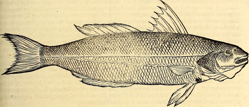 An illustration from Icones animalium quadrupedum uiuiparorum et ouiparorum : quae in Historiae animalium Conradi Gesneri libro I. et II. describuntur, cum nomenclaturis singulorum latinis, graecis, italicis, gallicis, et germanicis plerunque, et aliarum quoque linguarum, certis ordinibus digestae, 1560, leaf 394