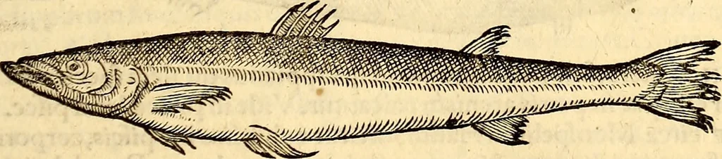 An illustration from Icones animalium quadrupedum uiuiparorum et ouiparorum : quae in Historiae animalium Conradi Gesneri libro I. et II. describuntur, cum nomenclaturis singulorum latinis, graecis, italicis, gallicis, et germanicis plerunque, et aliarum quoque linguarum, certis ordinibus digestae, 1560, leaf 394