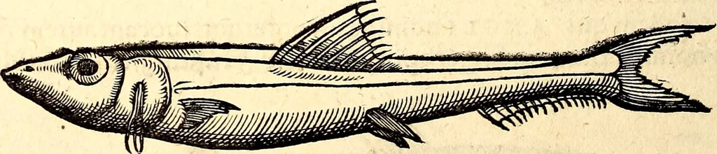 An illustration from Icones animalium quadrupedum uiuiparorum et ouiparorum : quae in Historiae animalium Conradi Gesneri libro I. et II. describuntur, cum nomenclaturis singulorum latinis, graecis, italicis, gallicis, et germanicis plerunque, et aliarum quoque linguarum, certis ordinibus digestae, 1560, leaf 395