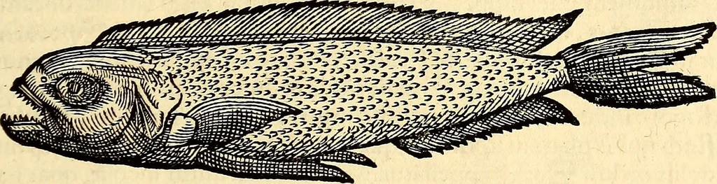 An illustration from Icones animalium quadrupedum uiuiparorum et ouiparorum : quae in Historiae animalium Conradi Gesneri libro I. et II. describuntur, cum nomenclaturis singulorum latinis, graecis, italicis, gallicis, et germanicis plerunque, et aliarum quoque linguarum, certis ordinibus digestae, 1560, leaf 396