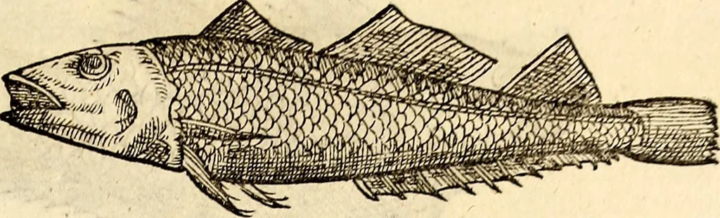 An illustration from Icones animalium quadrupedum uiuiparorum et ouiparorum : quae in Historiae animalium Conradi Gesneri libro I. et II. describuntur, cum nomenclaturis singulorum latinis, graecis, italicis, gallicis, et germanicis plerunque, et aliarum quoque linguarum, certis ordinibus digestae, 1560, leaf 398