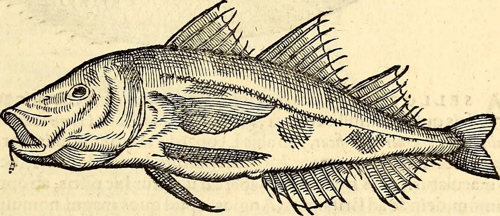 An illustration from Icones animalium quadrupedum uiuiparorum et ouiparorum : quae in Historiae animalium Conradi Gesneri libro I. et II. describuntur, cum nomenclaturis singulorum latinis, graecis, italicis, gallicis, et germanicis plerunque, et aliarum quoque linguarum, certis ordinibus digestae, 1560, leaf 398