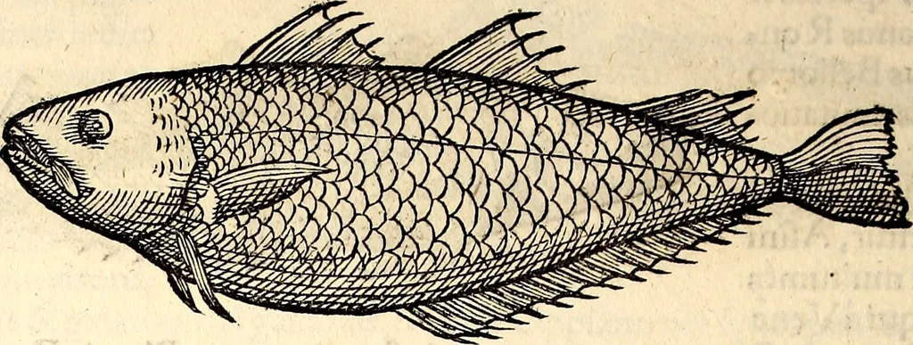 An illustration from Icones animalium quadrupedum uiuiparorum et ouiparorum : quae in Historiae animalium Conradi Gesneri libro I. et II. describuntur, cum nomenclaturis singulorum latinis, graecis, italicis, gallicis, et germanicis plerunque, et aliarum quoque linguarum, certis ordinibus digestae, 1560, leaf 399