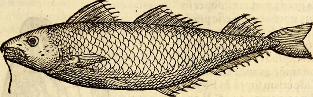 An illustration from Icones animalium quadrupedum uiuiparorum et ouiparorum : quae in Historiae animalium Conradi Gesneri libro I. et II. describuntur, cum nomenclaturis singulorum latinis, graecis, italicis, gallicis, et germanicis plerunque, et aliarum quoque linguarum, certis ordinibus digestae, 1560, leaf 400