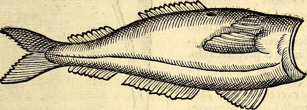 An illustration from Icones animalium quadrupedum uiuiparorum et ouiparorum : quae in Historiae animalium Conradi Gesneri libro I. et II. describuntur, cum nomenclaturis singulorum latinis, graecis, italicis, gallicis, et germanicis plerunque, et aliarum quoque linguarum, certis ordinibus digestae, 1560, leaf 400