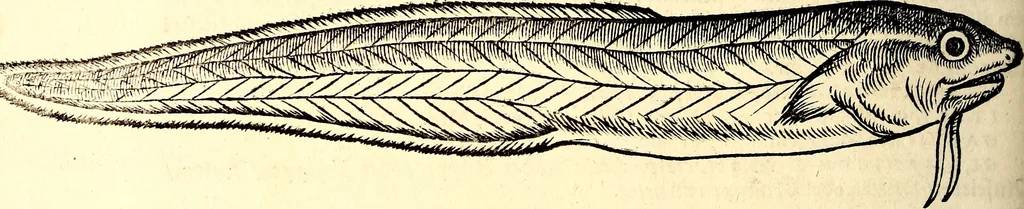 An illustration from Icones animalium quadrupedum uiuiparorum et ouiparorum : quae in Historiae animalium Conradi Gesneri libro I. et II. describuntur, cum nomenclaturis singulorum latinis, graecis, italicis, gallicis, et germanicis plerunque, et aliarum quoque linguarum, certis ordinibus digestae, 1560, leaf 403