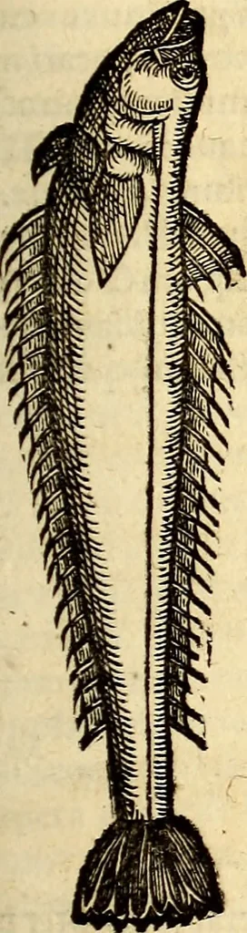 An illustration from Icones animalium quadrupedum uiuiparorum et ouiparorum : quae in Historiae animalium Conradi Gesneri libro I. et II. describuntur, cum nomenclaturis singulorum latinis, graecis, italicis, gallicis, et germanicis plerunque, et aliarum quoque linguarum, certis ordinibus digestae, 1560, leaf 404