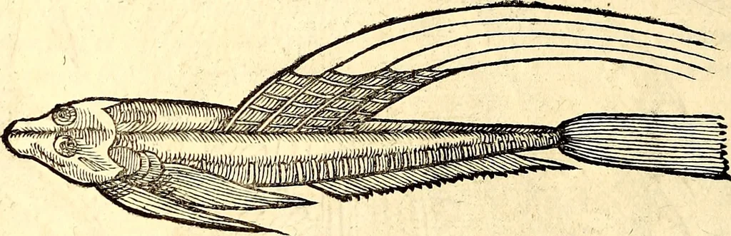 An illustration from Icones animalium quadrupedum uiuiparorum et ouiparorum : quae in Historiae animalium Conradi Gesneri libro I. et II. describuntur, cum nomenclaturis singulorum latinis, graecis, italicis, gallicis, et germanicis plerunque, et aliarum quoque linguarum, certis ordinibus digestae, 1560, leaf 405