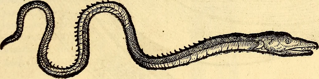 An illustration from Icones animalium quadrupedum uiuiparorum et ouiparorum : quae in Historiae animalium Conradi Gesneri libro I. et II. describuntur, cum nomenclaturis singulorum latinis, graecis, italicis, gallicis, et germanicis plerunque, et aliarum quoque linguarum, certis ordinibus digestae, 1560, leaf 410