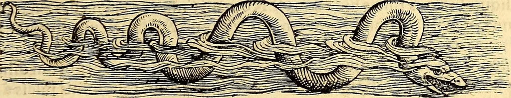 An illustration from Icones animalium quadrupedum uiuiparorum et ouiparorum : quae in Historiae animalium Conradi Gesneri libro I. et II. describuntur, cum nomenclaturis singulorum latinis, graecis, italicis, gallicis, et germanicis plerunque, et aliarum quoque linguarum, certis ordinibus digestae, 1560, leaf 414