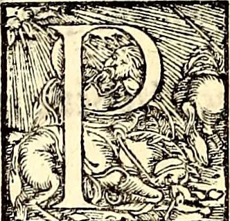 An illustration from Icones animalium quadrupedum uiuiparorum et ouiparorum : quae in Historiae animalium Conradi Gesneri libro I. et II. describuntur, cum nomenclaturis singulorum latinis, graecis, italicis, gallicis, et germanicis plerunque, et aliarum quoque linguarum, certis ordinibus digestae, 1560, leaf 415