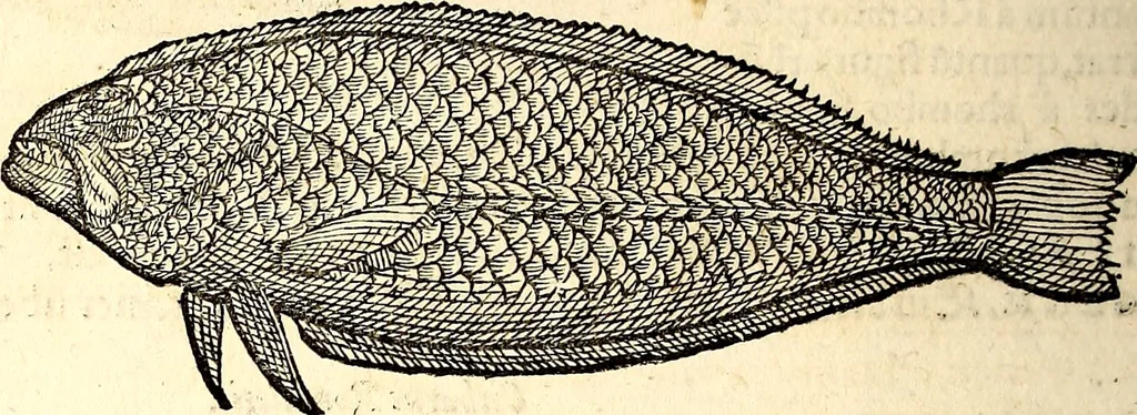 An illustration from Icones animalium quadrupedum uiuiparorum et ouiparorum : quae in Historiae animalium Conradi Gesneri libro I. et II. describuntur, cum nomenclaturis singulorum latinis, graecis, italicis, gallicis, et germanicis plerunque, et aliarum quoque linguarum, certis ordinibus digestae, 1560, leaf 419