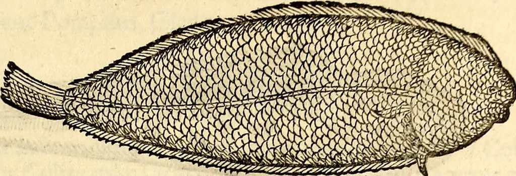 An illustration from Icones animalium quadrupedum uiuiparorum et ouiparorum : quae in Historiae animalium Conradi Gesneri libro I. et II. describuntur, cum nomenclaturis singulorum latinis, graecis, italicis, gallicis, et germanicis plerunque, et aliarum quoque linguarum, certis ordinibus digestae, 1560, leaf 424