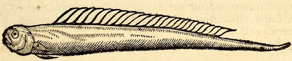 An illustration from Icones animalium quadrupedum uiuiparorum et ouiparorum : quae in Historiae animalium Conradi Gesneri libro I. et II. describuntur, cum nomenclaturis singulorum latinis, graecis, italicis, gallicis, et germanicis plerunque, et aliarum quoque linguarum, certis ordinibus digestae, 1560, leaf 424