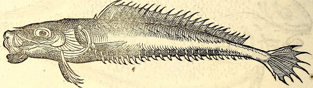 An illustration from Icones animalium quadrupedum uiuiparorum et ouiparorum : quae in Historiae animalium Conradi Gesneri libro I. et II. describuntur, cum nomenclaturis singulorum latinis, graecis, italicis, gallicis, et germanicis plerunque, et aliarum quoque linguarum, certis ordinibus digestae, 1560, leaf 425