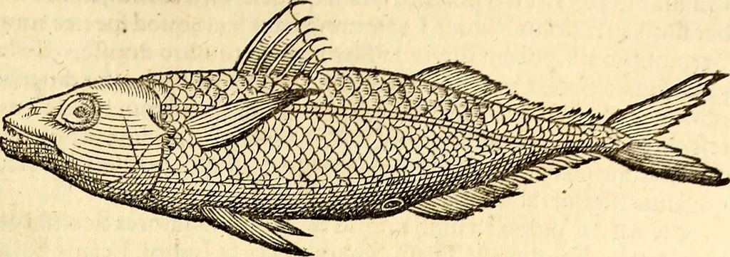 An illustration from Icones animalium quadrupedum uiuiparorum et ouiparorum : quae in Historiae animalium Conradi Gesneri libro I. et II. describuntur, cum nomenclaturis singulorum latinis, graecis, italicis, gallicis, et germanicis plerunque, et aliarum quoque linguarum, certis ordinibus digestae, 1560, leaf 428