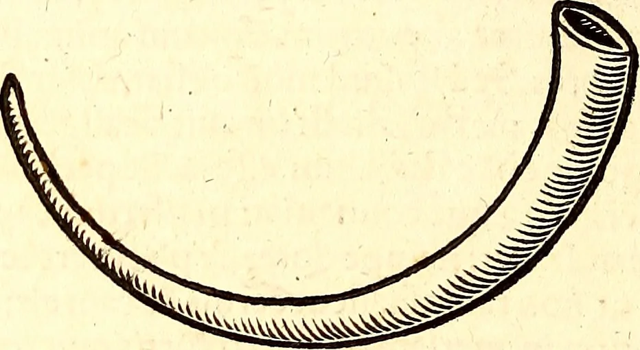 An illustration from Icones animalium quadrupedum uiuiparorum et ouiparorum : quae in Historiae animalium Conradi Gesneri libro I. et II. describuntur, cum nomenclaturis singulorum latinis, graecis, italicis, gallicis, et germanicis plerunque, et aliarum quoque linguarum, certis ordinibus digestae, 1560, leaf 43