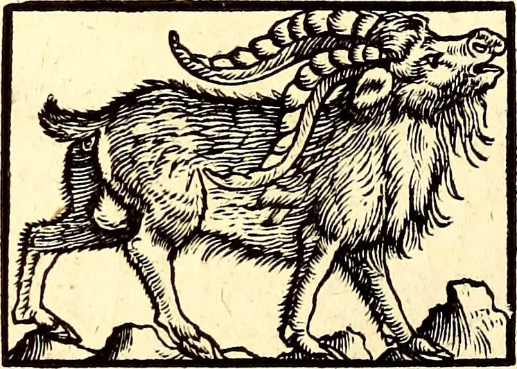 An illustration from Icones animalium quadrupedum uiuiparorum et ouiparorum : quae in Historiae animalium Conradi Gesneri libro I. et II. describuntur, cum nomenclaturis singulorum latinis, graecis, italicis, gallicis, et germanicis plerunque, et aliarum quoque linguarum, certis ordinibus digestae, 1560, leaf 43
