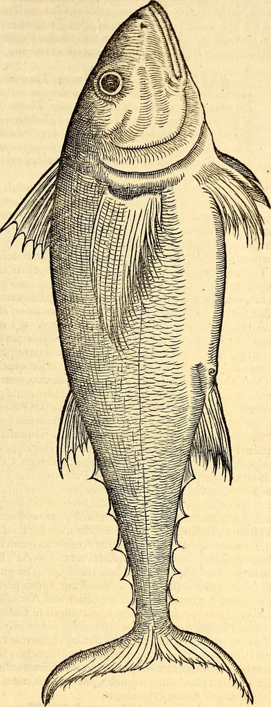 An illustration from Icones animalium quadrupedum uiuiparorum et ouiparorum : quae in Historiae animalium Conradi Gesneri libro I. et II. describuntur, cum nomenclaturis singulorum latinis, graecis, italicis, gallicis, et germanicis plerunque, et aliarum quoque linguarum, certis ordinibus digestae, 1560, leaf 430