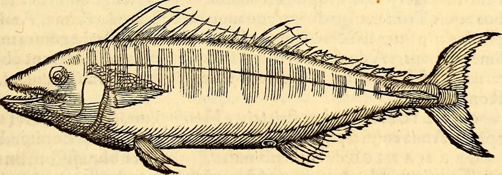An illustration from Icones animalium quadrupedum uiuiparorum et ouiparorum : quae in Historiae animalium Conradi Gesneri libro I. et II. describuntur, cum nomenclaturis singulorum latinis, graecis, italicis, gallicis, et germanicis plerunque, et aliarum quoque linguarum, certis ordinibus digestae, 1560, leaf 432
