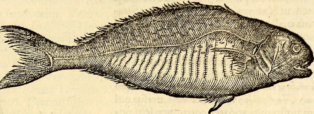 An illustration from Icones animalium quadrupedum uiuiparorum et ouiparorum : quae in Historiae animalium Conradi Gesneri libro I. et II. describuntur, cum nomenclaturis singulorum latinis, graecis, italicis, gallicis, et germanicis plerunque, et aliarum quoque linguarum, certis ordinibus digestae, 1560, leaf 434