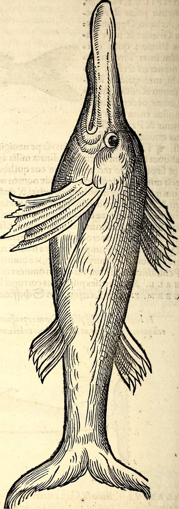 An illustration from Icones animalium quadrupedum uiuiparorum et ouiparorum : quae in Historiae animalium Conradi Gesneri libro I. et II. describuntur, cum nomenclaturis singulorum latinis, graecis, italicis, gallicis, et germanicis plerunque, et aliarum quoque linguarum, certis ordinibus digestae, 1560, leaf 435