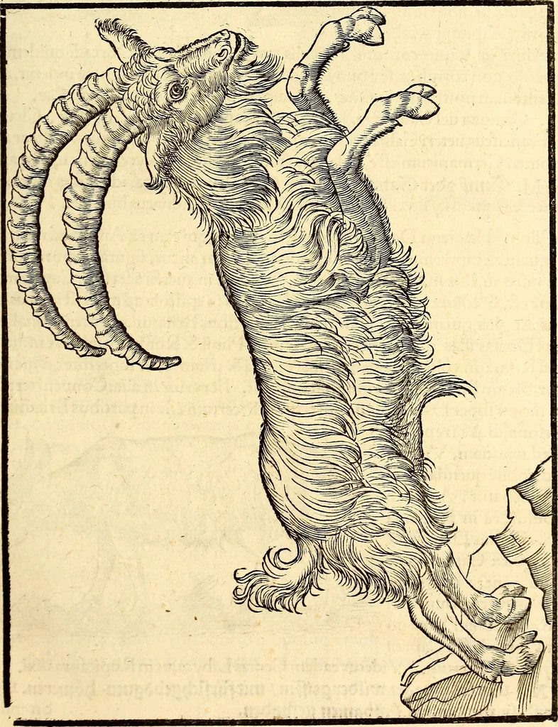 An illustration from Icones animalium quadrupedum uiuiparorum et ouiparorum : quae in Historiae animalium Conradi Gesneri libro I. et II. describuntur, cum nomenclaturis singulorum latinis, graecis, italicis, gallicis, et germanicis plerunque, et aliarum quoque linguarum, certis ordinibus digestae, 1560, leaf 44
