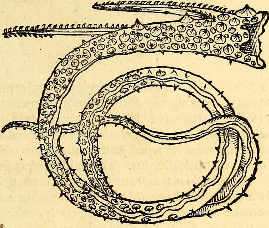 An illustration from Icones animalium quadrupedum uiuiparorum et ouiparorum : quae in Historiae animalium Conradi Gesneri libro I. et II. describuntur, cum nomenclaturis singulorum latinis, graecis, italicis, gallicis, et germanicis plerunque, et aliarum quoque linguarum, certis ordinibus digestae, 1560, leaf 444