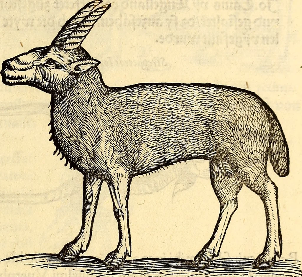 An illustration from Icones animalium quadrupedum uiuiparorum et ouiparorum : quae in Historiae animalium Conradi Gesneri libro I. et II. describuntur, cum nomenclaturis singulorum latinis, graecis, italicis, gallicis, et germanicis plerunque, et aliarum quoque linguarum, certis ordinibus digestae, 1560, leaf 46