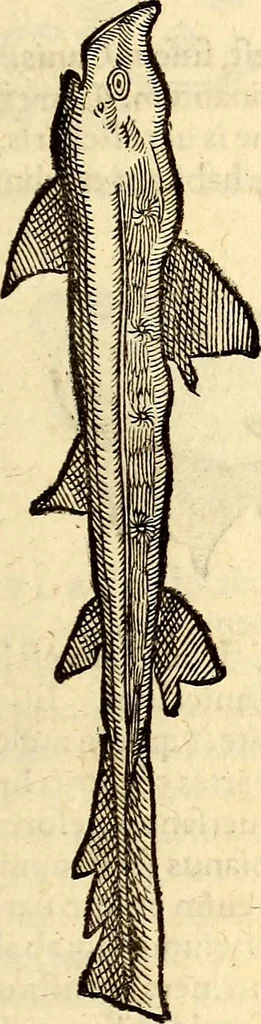 An illustration from Icones animalium quadrupedum uiuiparorum et ouiparorum : quae in Historiae animalium Conradi Gesneri libro I. et II. describuntur, cum nomenclaturis singulorum latinis, graecis, italicis, gallicis, et germanicis plerunque, et aliarum quoque linguarum, certis ordinibus digestae, 1560, leaf 464