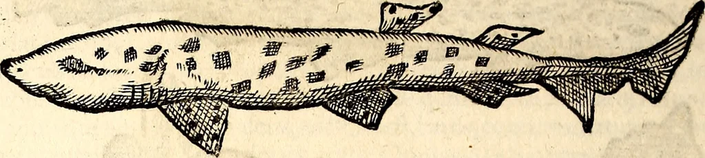 An illustration from Icones animalium quadrupedum uiuiparorum et ouiparorum : quae in Historiae animalium Conradi Gesneri libro I. et II. describuntur, cum nomenclaturis singulorum latinis, graecis, italicis, gallicis, et germanicis plerunque, et aliarum quoque linguarum, certis ordinibus digestae, 1560, leaf 467