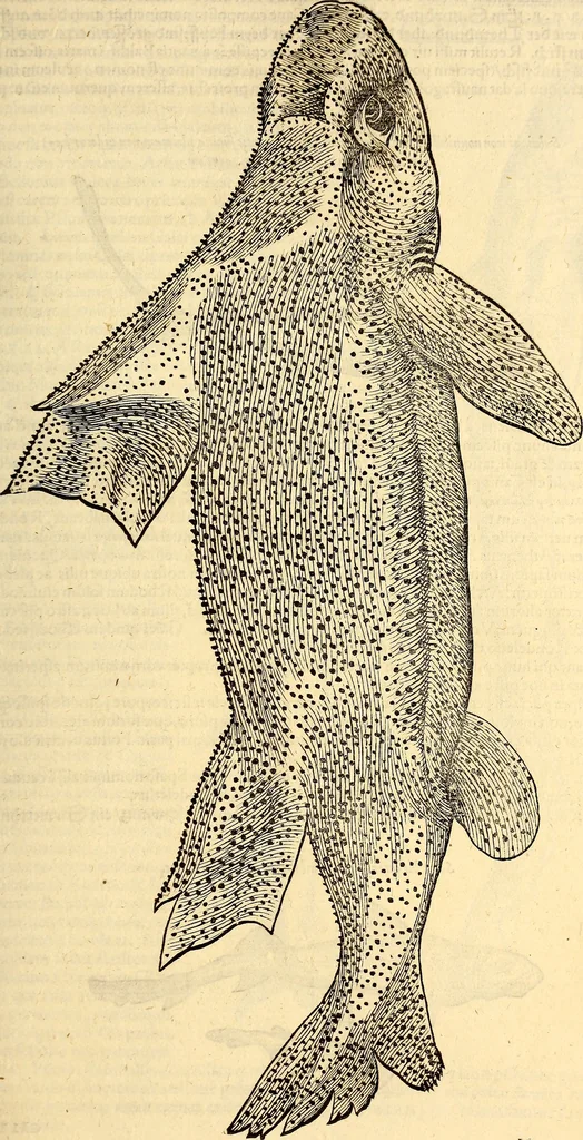 An illustration from Icones animalium quadrupedum uiuiparorum et ouiparorum : quae in Historiae animalium Conradi Gesneri libro I. et II. describuntur, cum nomenclaturis singulorum latinis, graecis, italicis, gallicis, et germanicis plerunque, et aliarum quoque linguarum, certis ordinibus digestae, 1560, leaf 468