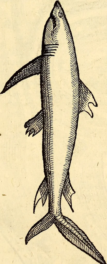 An illustration from Icones animalium quadrupedum uiuiparorum et ouiparorum : quae in Historiae animalium Conradi Gesneri libro I. et II. describuntur, cum nomenclaturis singulorum latinis, graecis, italicis, gallicis, et germanicis plerunque, et aliarum quoque linguarum, certis ordinibus digestae, 1560, leaf 470