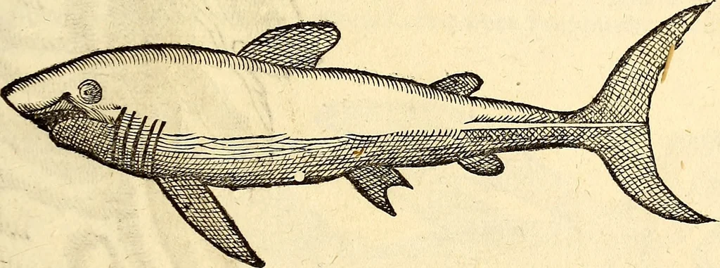 An illustration from Icones animalium quadrupedum uiuiparorum et ouiparorum : quae in Historiae animalium Conradi Gesneri libro I. et II. describuntur, cum nomenclaturis singulorum latinis, graecis, italicis, gallicis, et germanicis plerunque, et aliarum quoque linguarum, certis ordinibus digestae, 1560, leaf 472