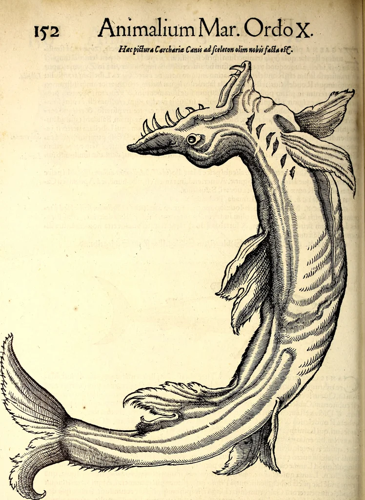 An illustration from Icones animalium quadrupedum uiuiparorum et ouiparorum : quae in Historiae animalium Conradi Gesneri libro I. et II. describuntur, cum nomenclaturis singulorum latinis, graecis, italicis, gallicis, et germanicis plerunque, et aliarum quoque linguarum, certis ordinibus digestae, 1560, leaf 473