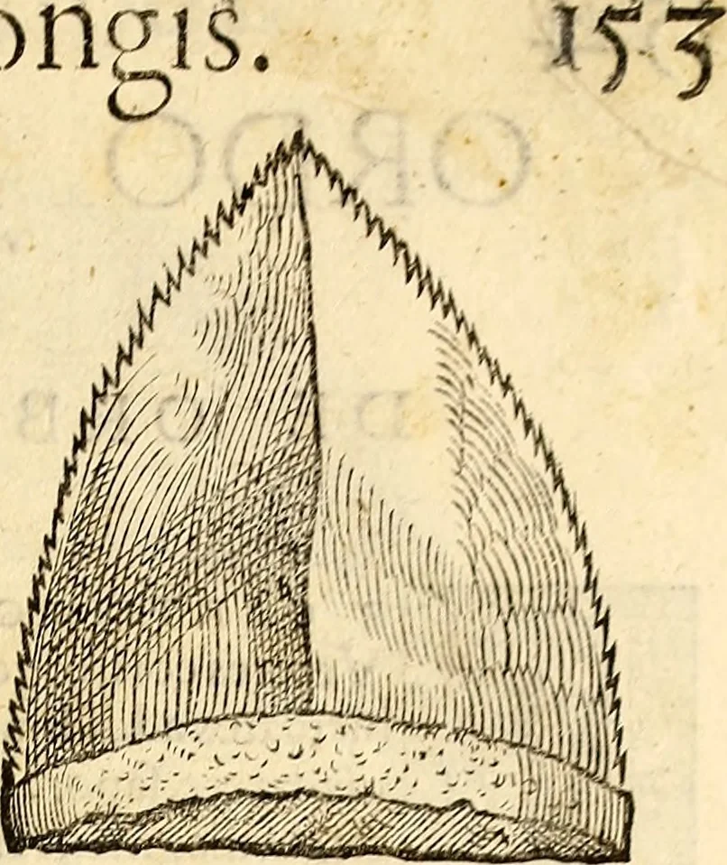 An illustration from Icones animalium quadrupedum uiuiparorum et ouiparorum : quae in Historiae animalium Conradi Gesneri libro I. et II. describuntur, cum nomenclaturis singulorum latinis, graecis, italicis, gallicis, et germanicis plerunque, et aliarum quoque linguarum, certis ordinibus digestae, 1560, leaf 474