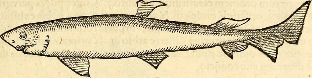 An illustration from Icones animalium quadrupedum uiuiparorum et ouiparorum : quae in Historiae animalium Conradi Gesneri libro I. et II. describuntur, cum nomenclaturis singulorum latinis, graecis, italicis, gallicis, et germanicis plerunque, et aliarum quoque linguarum, certis ordinibus digestae, 1560, leaf 474