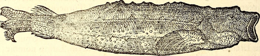 An illustration from Icones animalium quadrupedum uiuiparorum et ouiparorum : quae in Historiae animalium Conradi Gesneri libro I. et II. describuntur, cum nomenclaturis singulorum latinis, graecis, italicis, gallicis, et germanicis plerunque, et aliarum quoque linguarum, certis ordinibus digestae, 1560, leaf 479