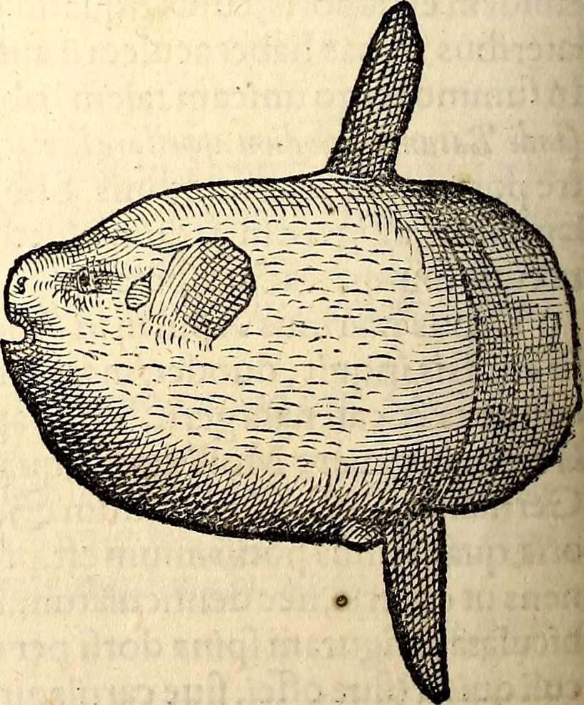 An illustration from Icones animalium quadrupedum uiuiparorum et ouiparorum : quae in Historiae animalium Conradi Gesneri libro I. et II. describuntur, cum nomenclaturis singulorum latinis, graecis, italicis, gallicis, et germanicis plerunque, et aliarum quoque linguarum, certis ordinibus digestae, 1560, leaf 479
