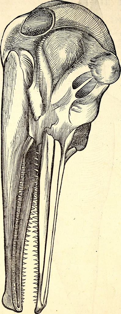 An illustration from Icones animalium quadrupedum uiuiparorum et ouiparorum : quae in Historiae animalium Conradi Gesneri libro I. et II. describuntur, cum nomenclaturis singulorum latinis, graecis, italicis, gallicis, et germanicis plerunque, et aliarum quoque linguarum, certis ordinibus digestae, 1560, leaf 483