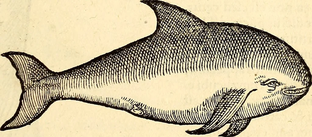 An illustration from Icones animalium quadrupedum uiuiparorum et ouiparorum : quae in Historiae animalium Conradi Gesneri libro I. et II. describuntur, cum nomenclaturis singulorum latinis, graecis, italicis, gallicis, et germanicis plerunque, et aliarum quoque linguarum, certis ordinibus digestae, 1560, leaf 484