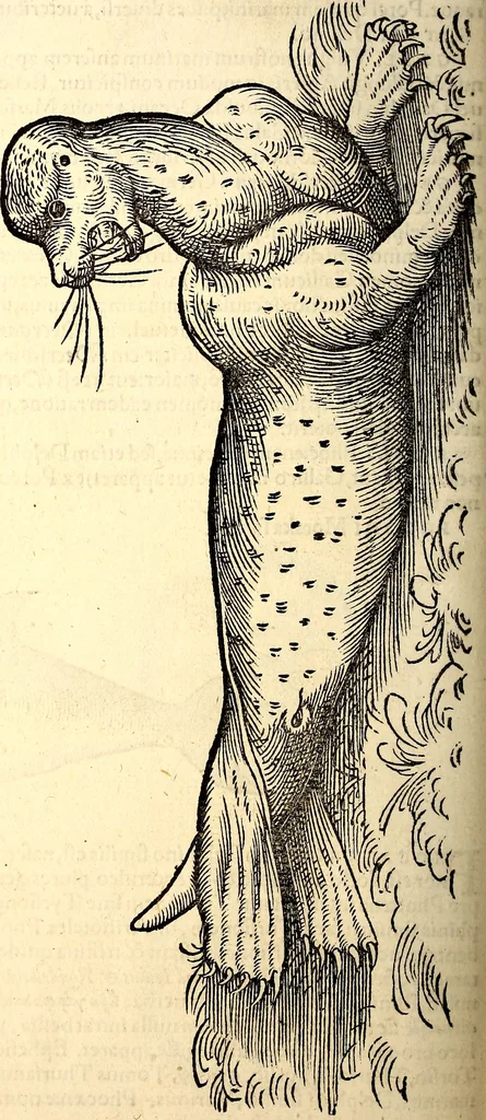 An illustration from Icones animalium quadrupedum uiuiparorum et ouiparorum : quae in Historiae animalium Conradi Gesneri libro I. et II. describuntur, cum nomenclaturis singulorum latinis, graecis, italicis, gallicis, et germanicis plerunque, et aliarum quoque linguarum, certis ordinibus digestae, 1560, leaf 485