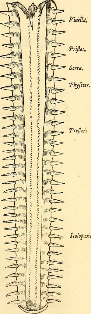 An illustration from Icones animalium quadrupedum uiuiparorum et ouiparorum : quae in Historiae animalium Conradi Gesneri libro I. et II. describuntur, cum nomenclaturis singulorum latinis, graecis, italicis, gallicis, et germanicis plerunque, et aliarum quoque linguarum, certis ordinibus digestae, 1560, leaf 492